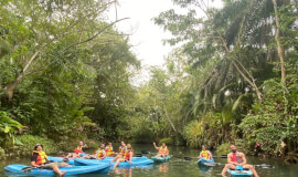 Damas mangroves Kayak