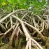 Damas mangroves Kayak