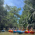 Damas mangroves Kayak