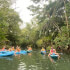 Damas mangroves Kayak