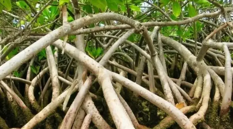 Damas mangroves Kayak